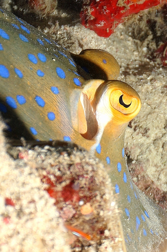 Sipadan_2015_Raie pastenague a taches bleues_Taeniura lymna_IMG_2786_rc.jpg